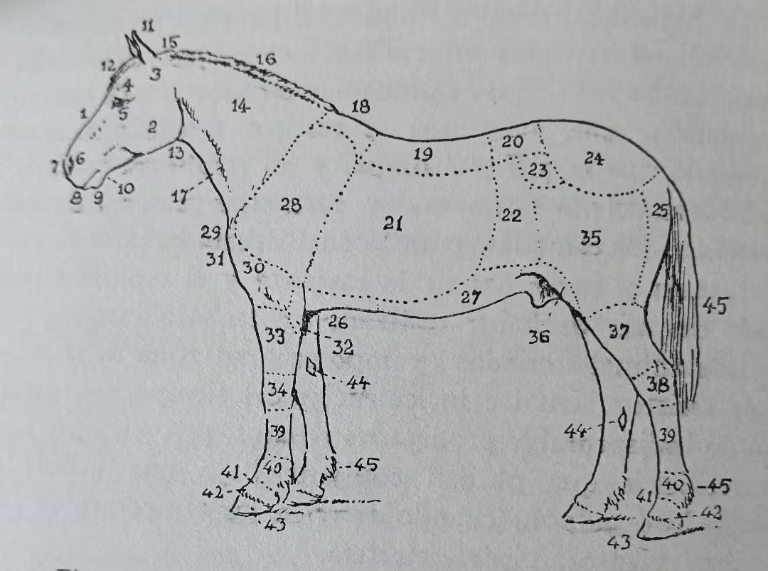 CARO (Gregorio A.). LA SALUD DEL CABALLO Y SUS ENFERMEDADES MAS COMUNES