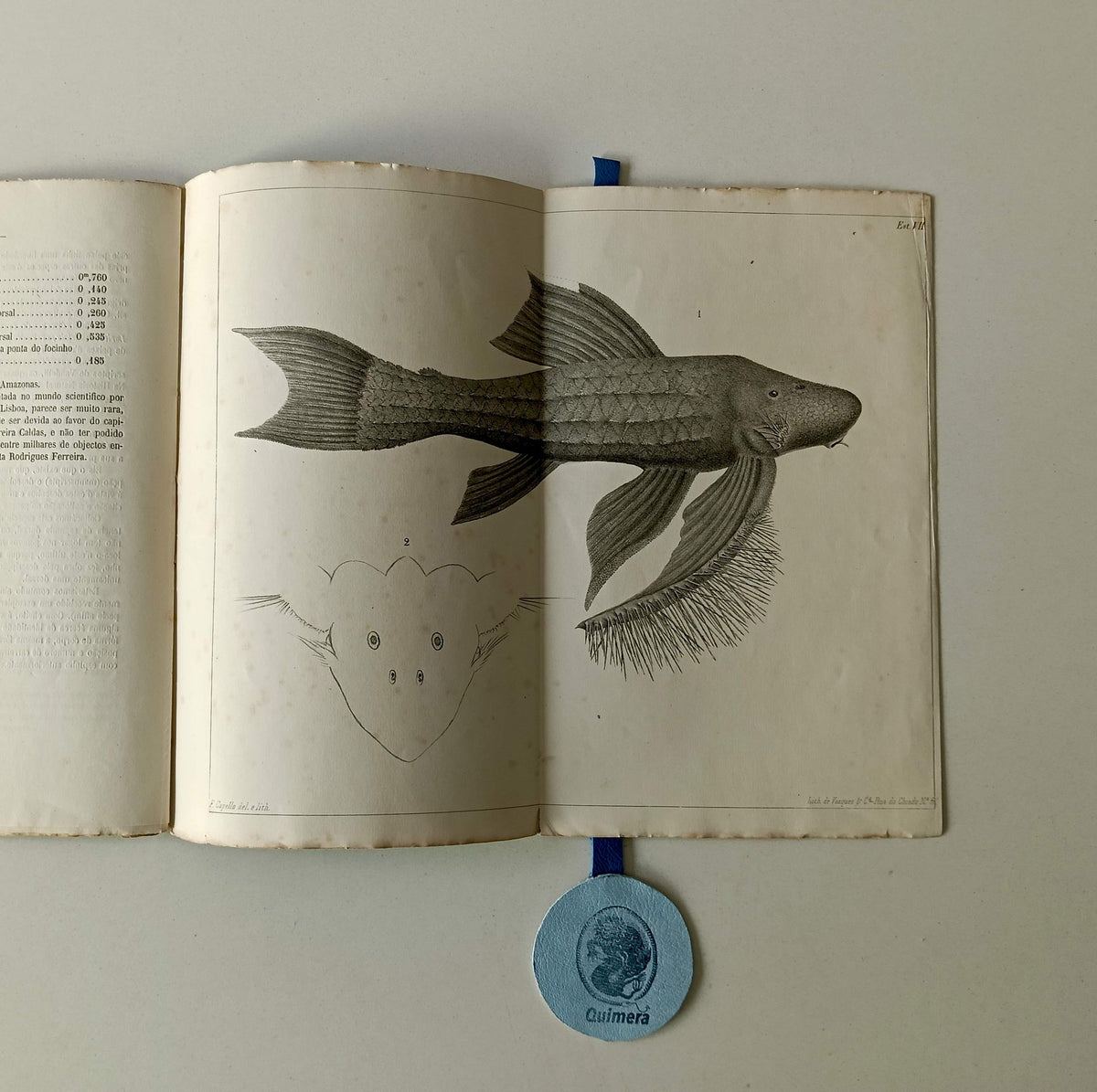 CAPELLO (Felix de Brito). - CATALOGO DOS PEIXES DE PORTUGAL QUE EXISTEM NO MUSEU DE LISBOA